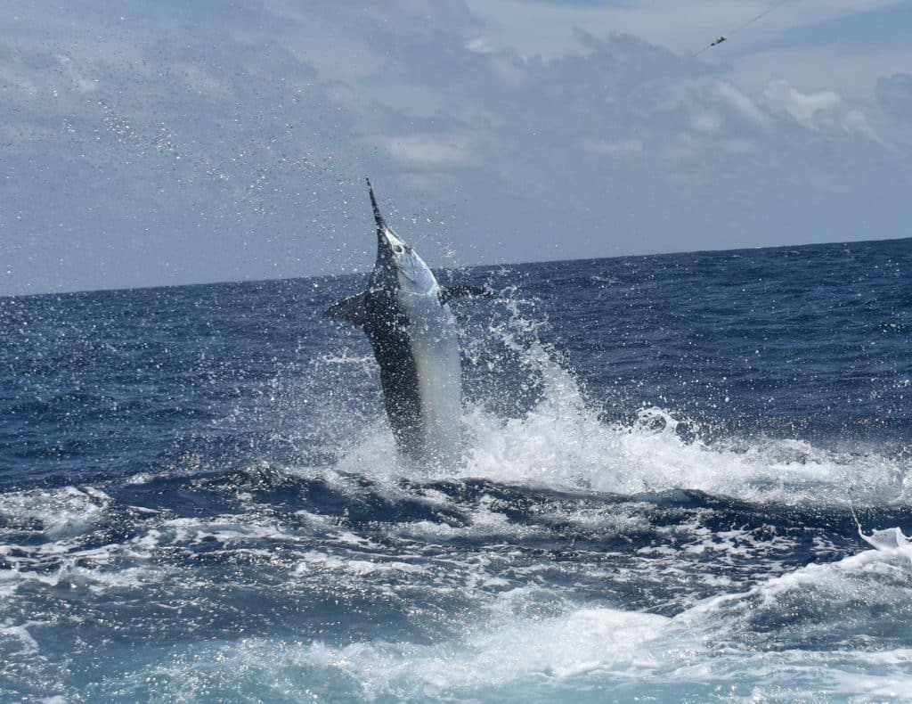 jumping black marlin picture