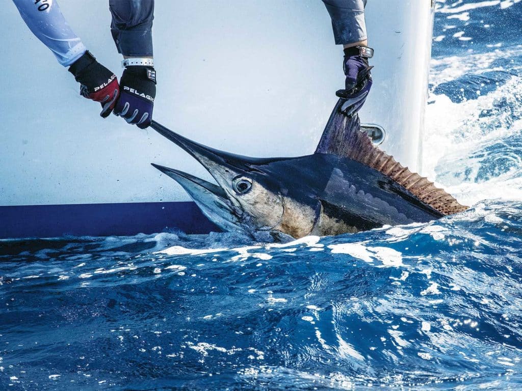 pulling a billfish out of the water boatside