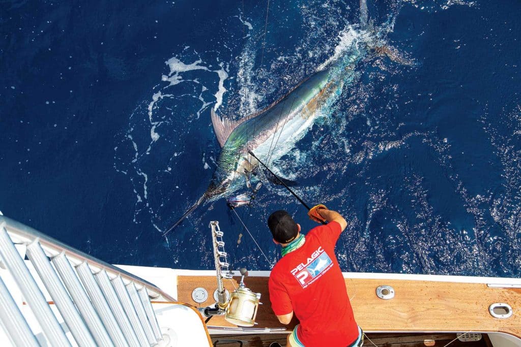 crew mate pulling a marlin boat side