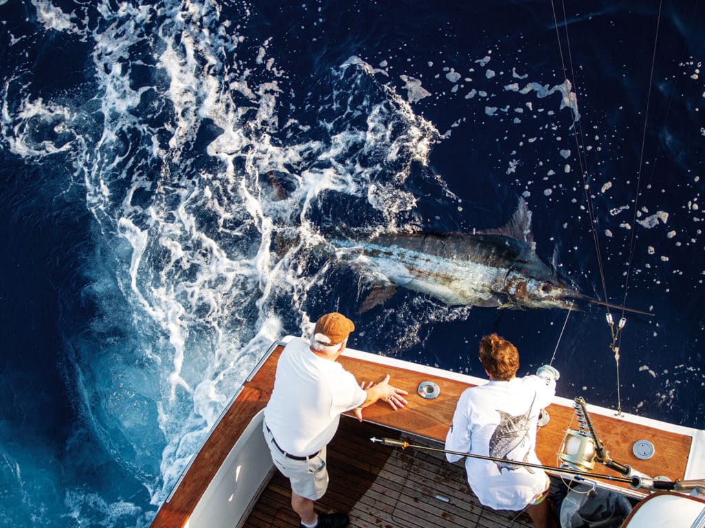 An angler and a wireman pull a marlin boatside.