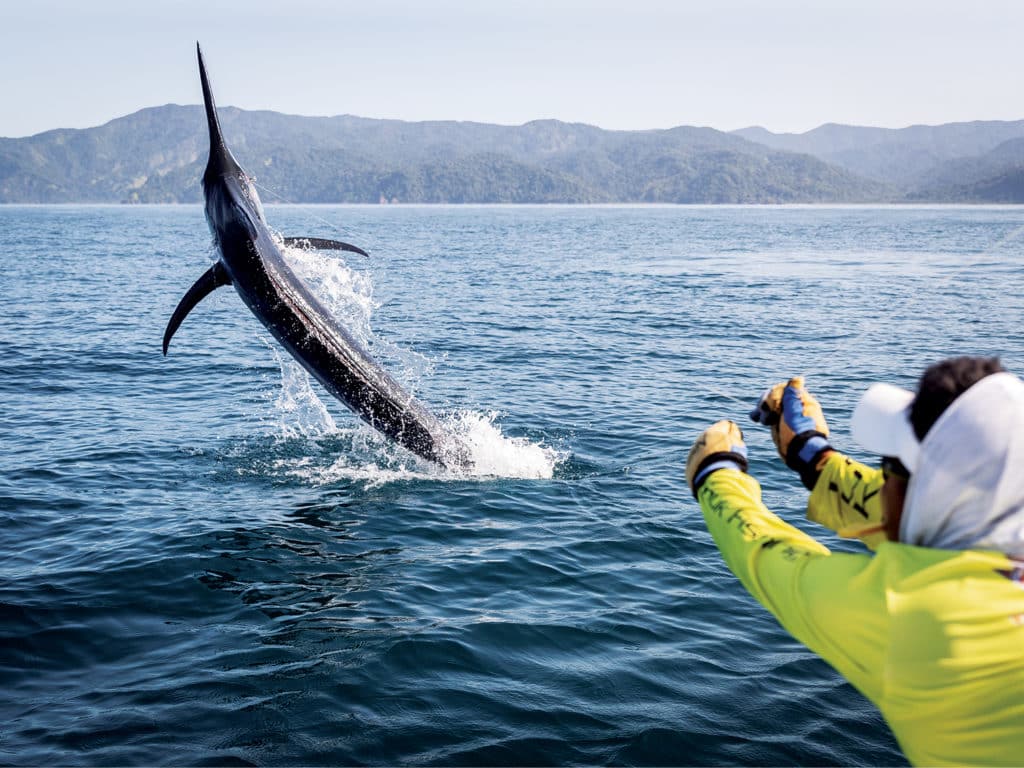 A boat mate pulls on the leader to bring a large black marlin boatside.