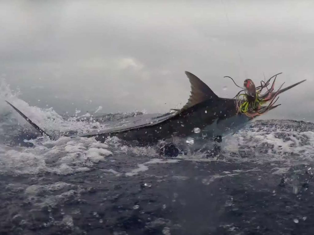 A marlin on the lead breaks the surface of the sea.