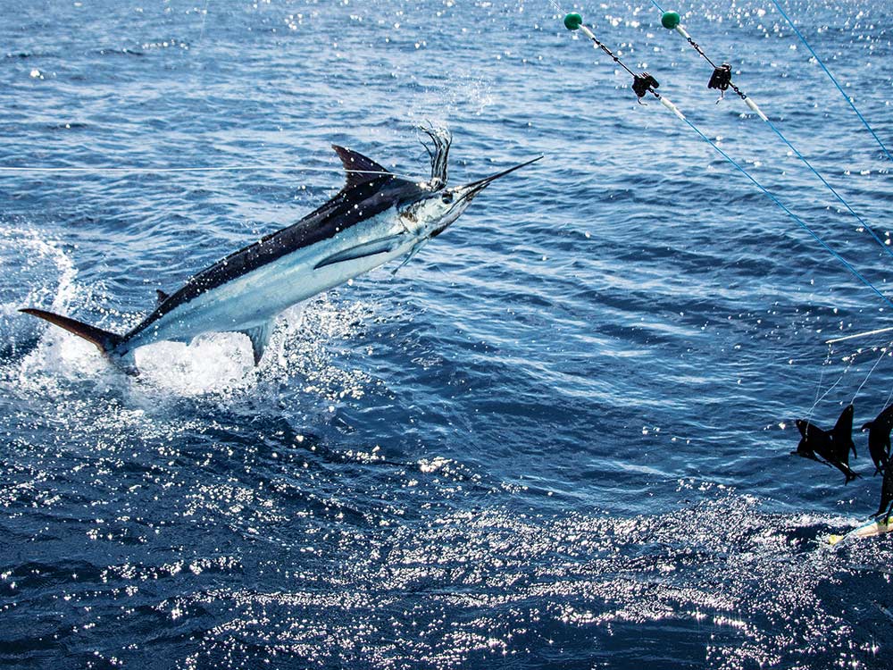 marlin leaping out of the water