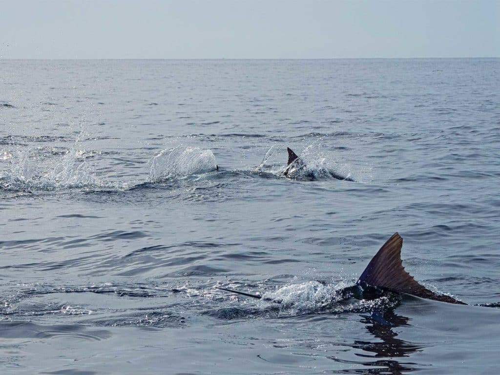 striped marlin dorsal fins breaking the water