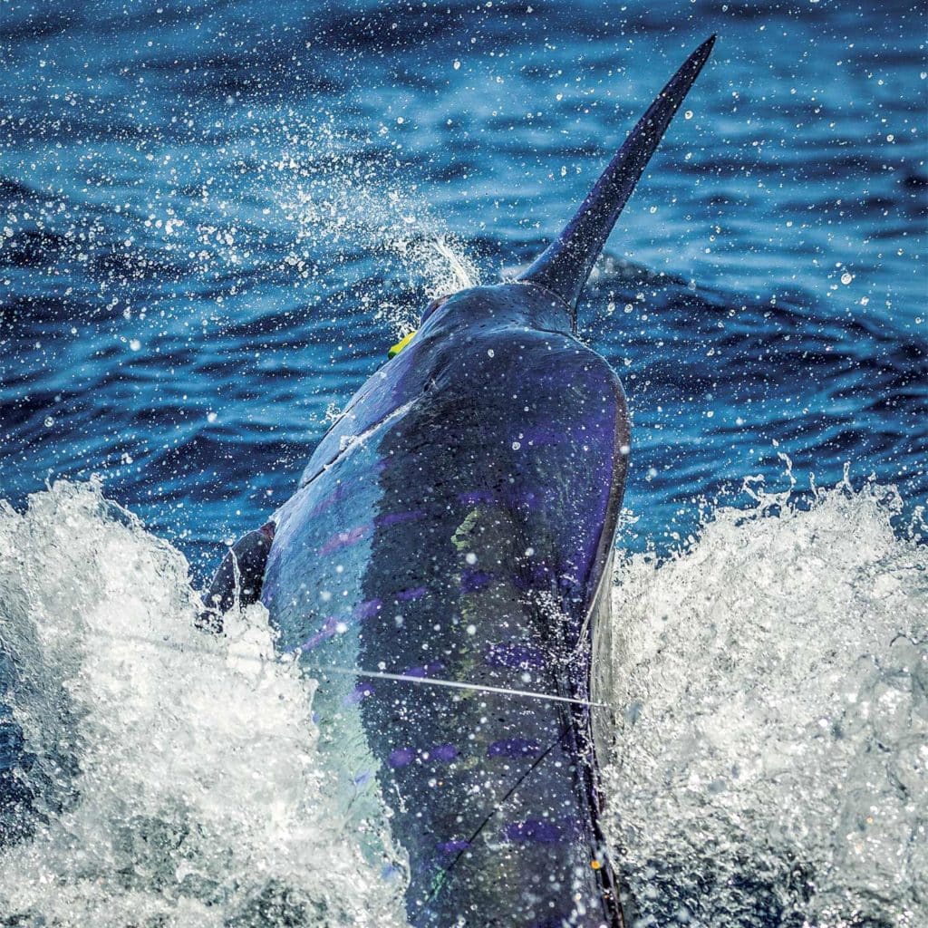 blue marlin on the lead