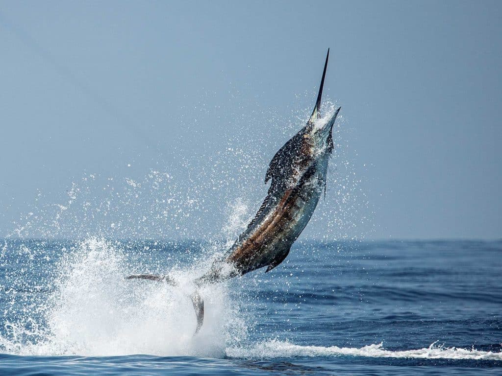 Photograph of a marlin leaping from water.