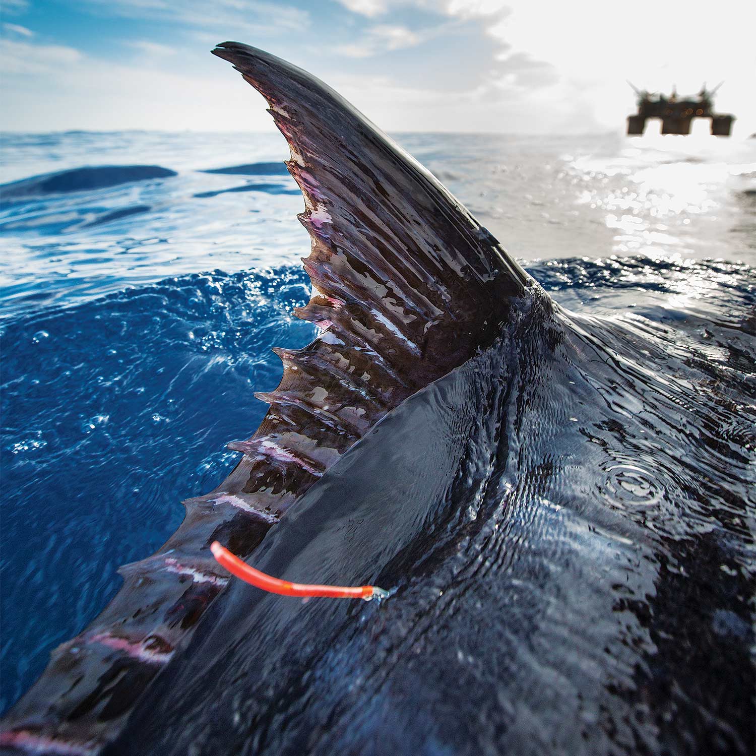 The Billfish Foundation Fights for a Sound Future