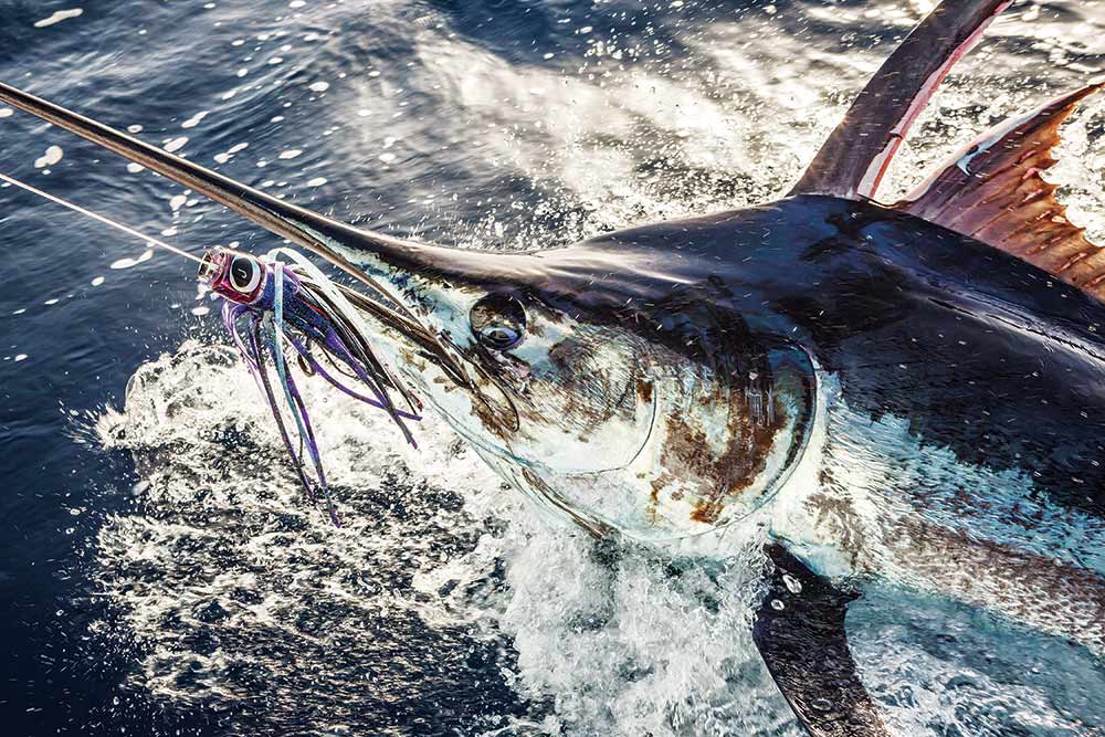 marlin on the line with fishing lure
