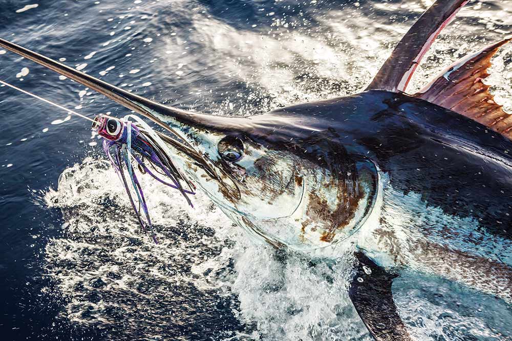 Saltwater Lure Fishing Tips for Sailfish and Marlin