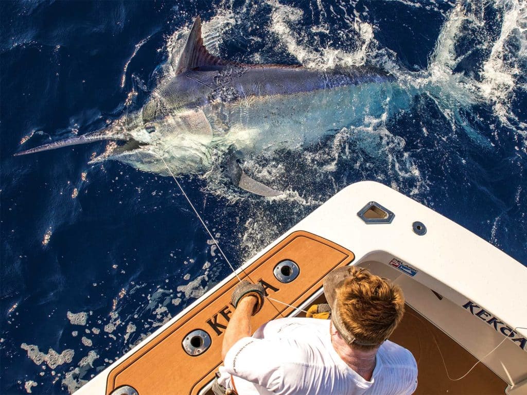An angler fishes up a large black marlin and pulls it boatside.