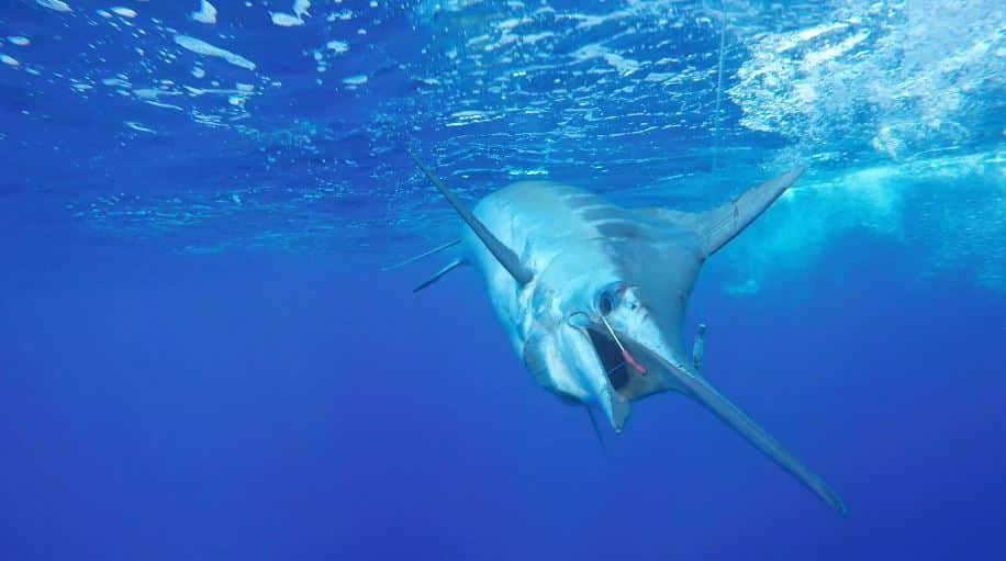 A marlin on the leader underwater.