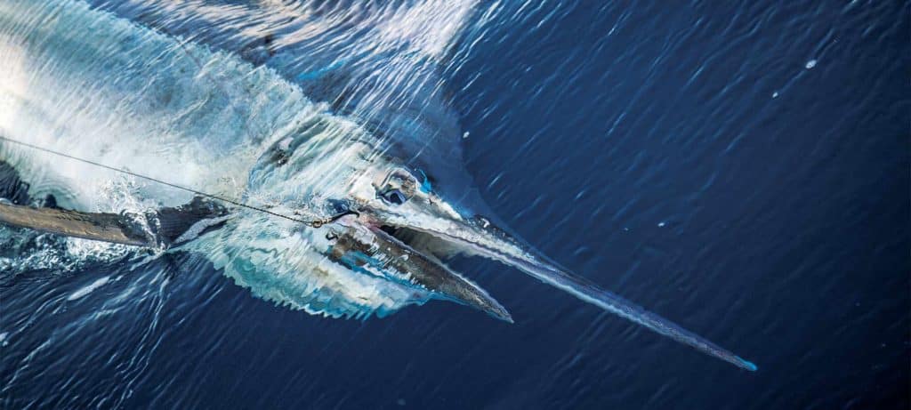 marlin on the line under water