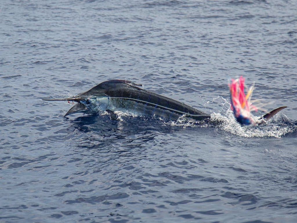 A big marlin caught on a lead.