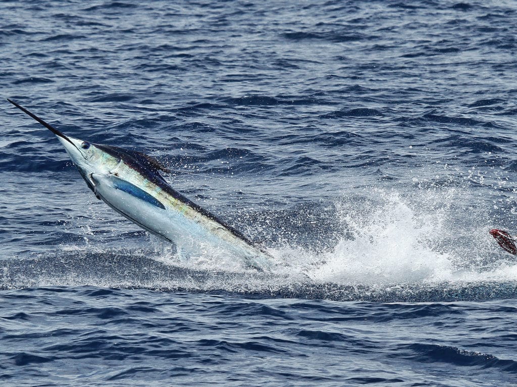 marlin jumping in water