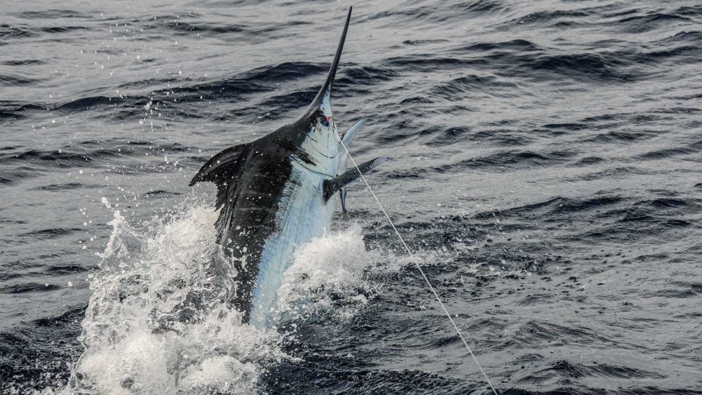 marlin jumping out of water