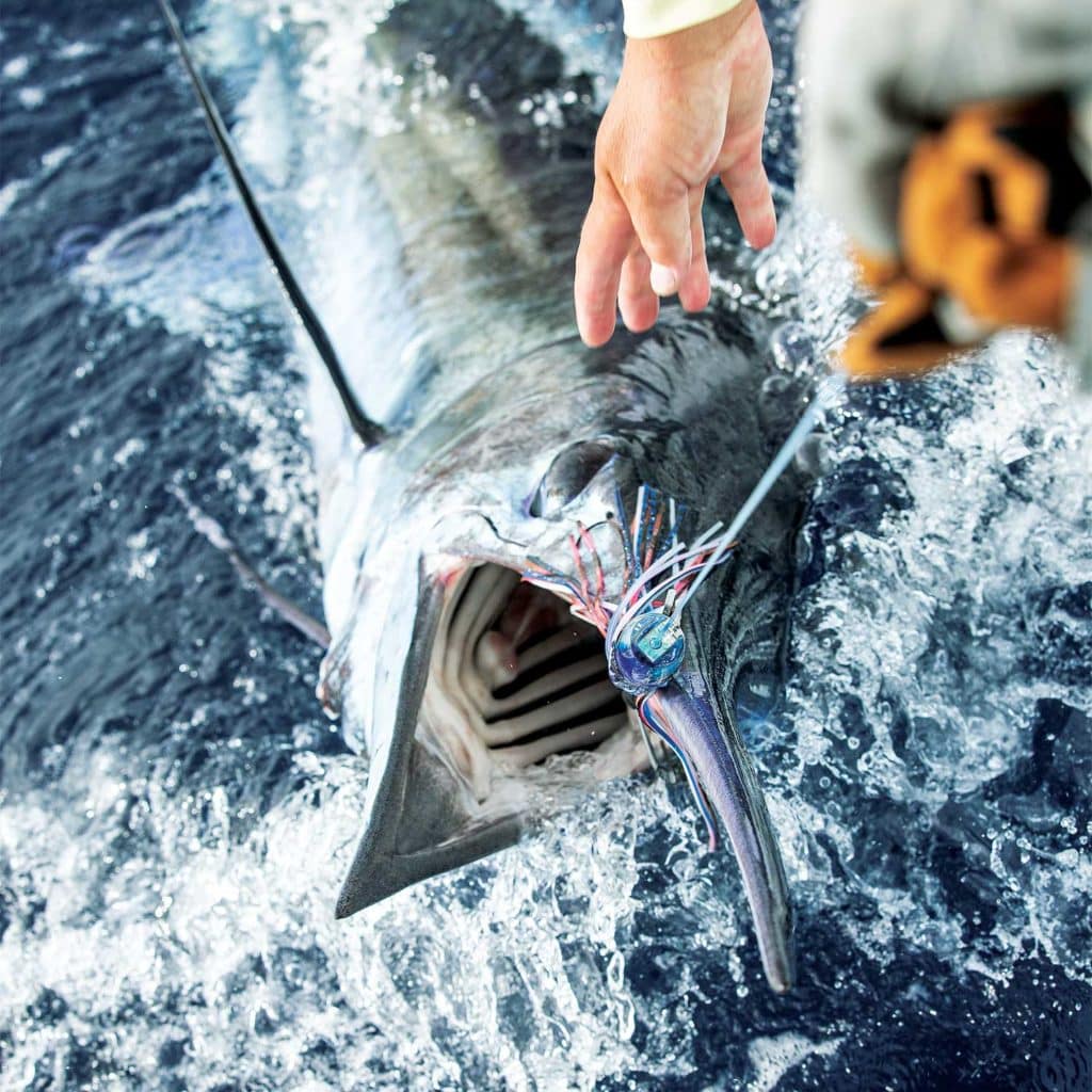 a marlin on the leader boatside