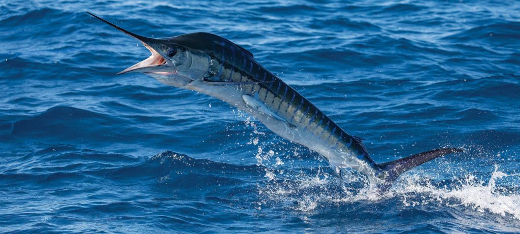 marlin leaping from the water