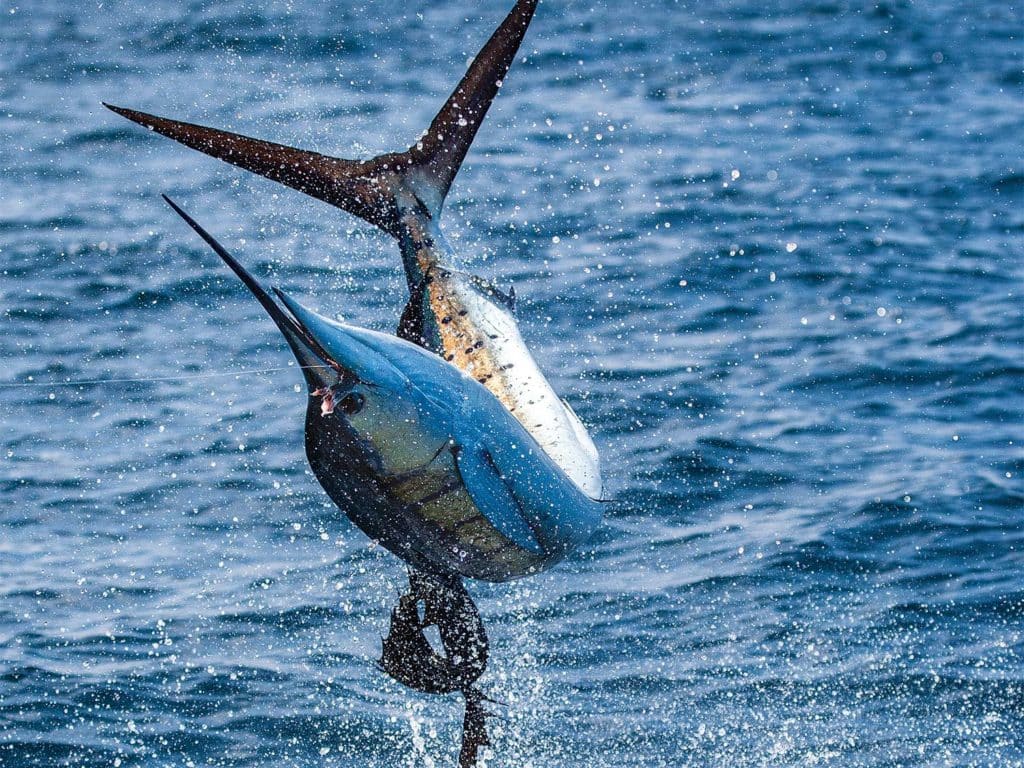 A large sailfish leaps from the water.