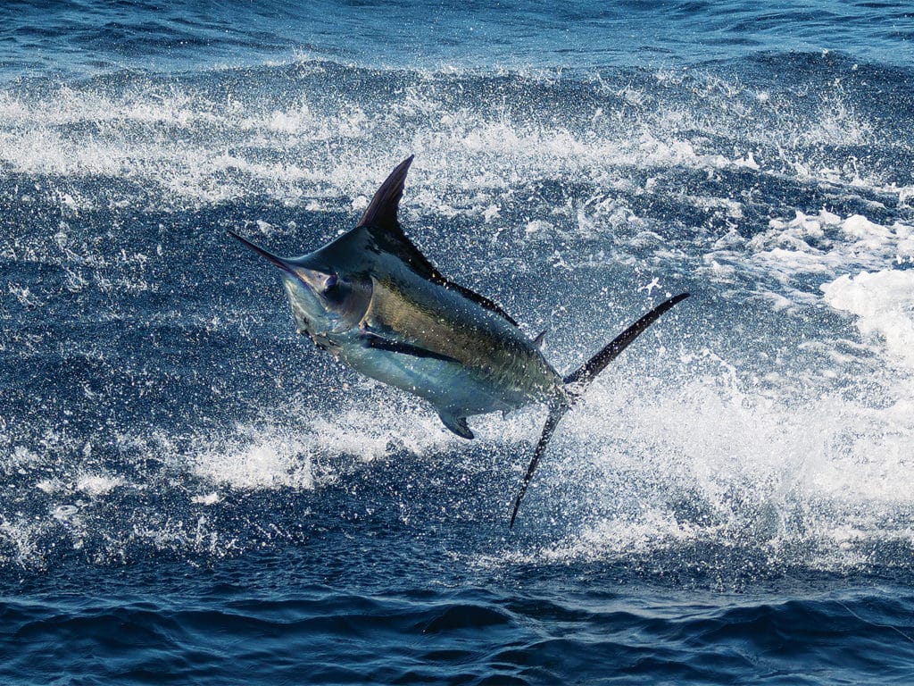 A large blue marlin breaking out of the water.