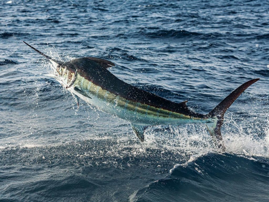 A big blue marlin leaps out of the water on a leader.