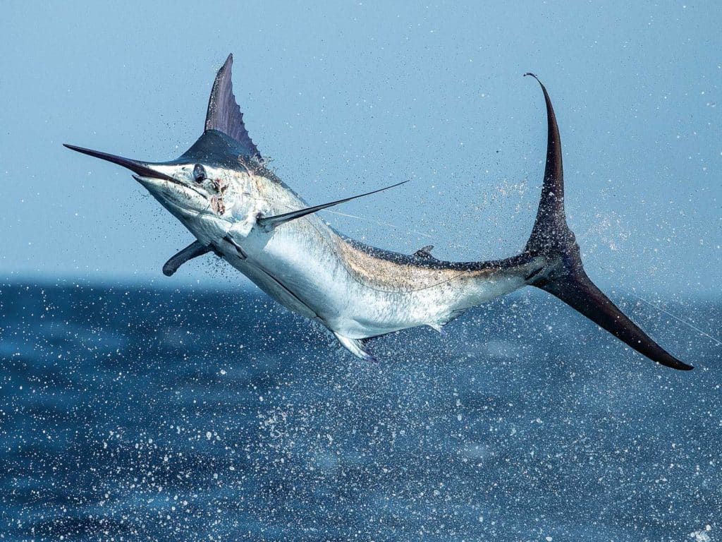 Photo of a marlin leaping from the water.
