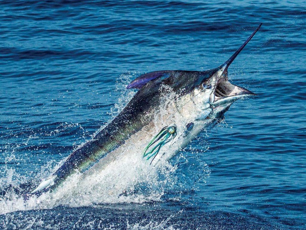 marlin leaping out of the water on a leader.