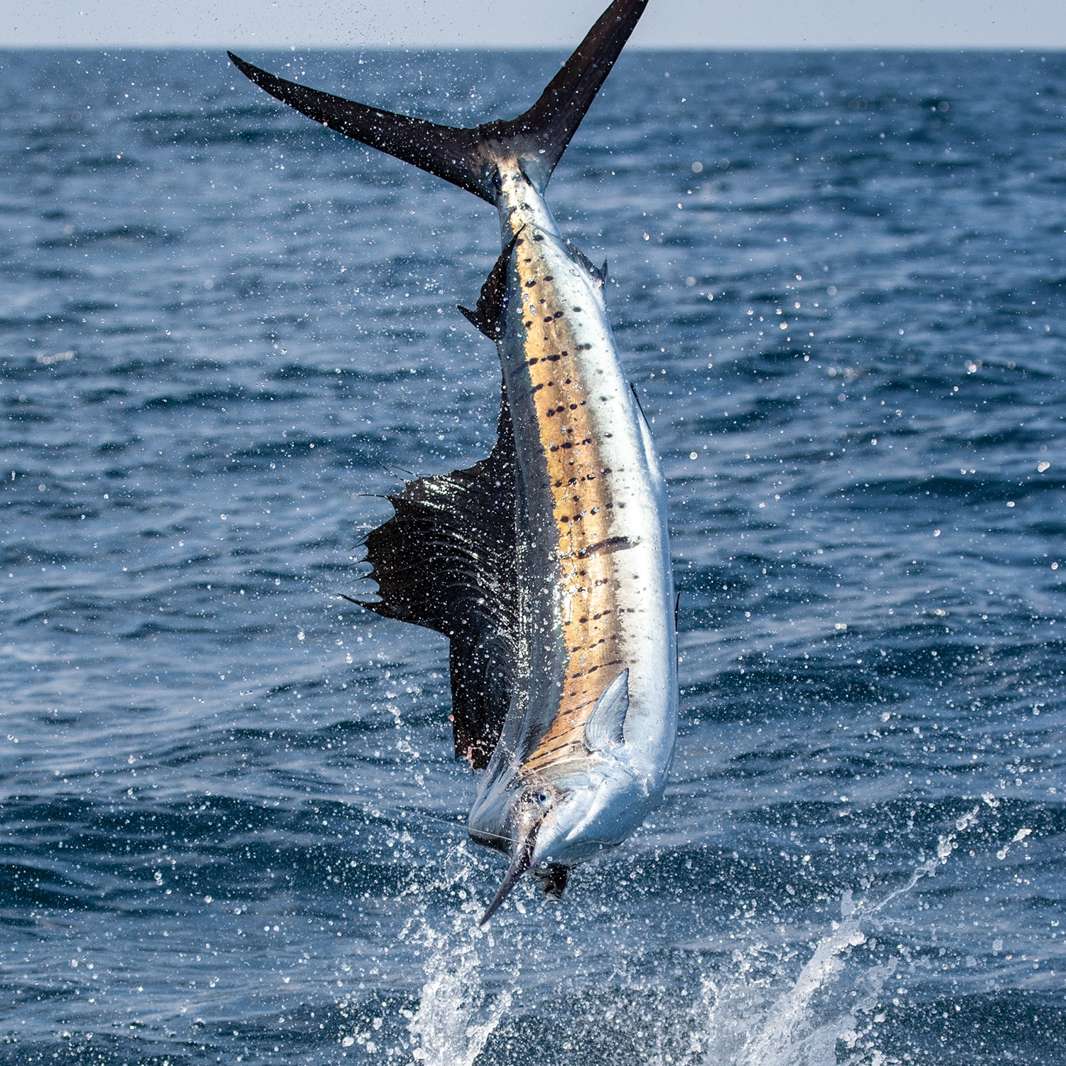 Fishing the World | Marlin