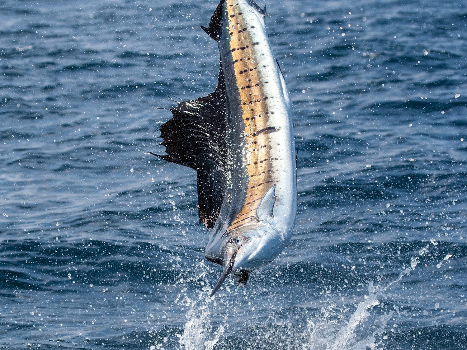 Fishing the World | Marlin