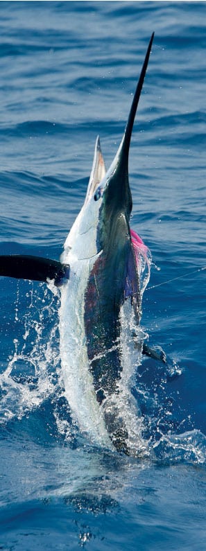 marlin fishing on fly