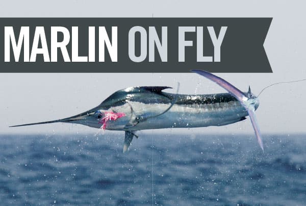 marlin fly fishing