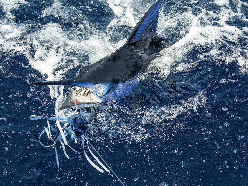 marlin on a lure