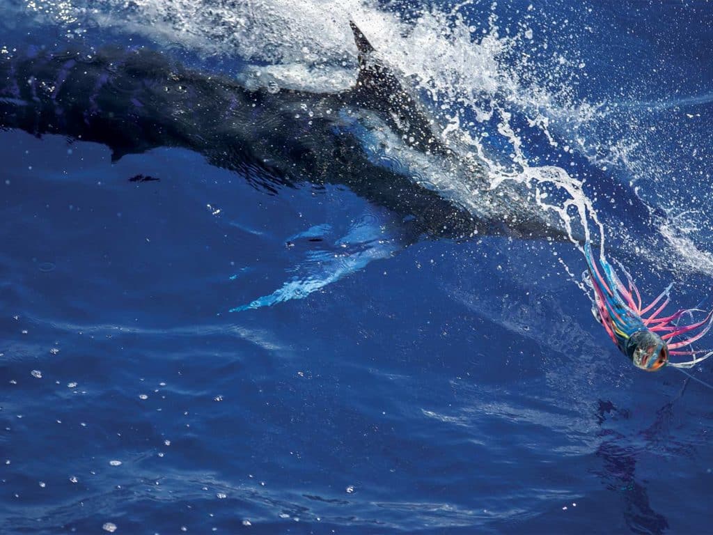A blue marlin caught on a fishing leader.