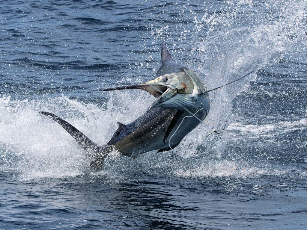 A large marlin breaking out of the water.