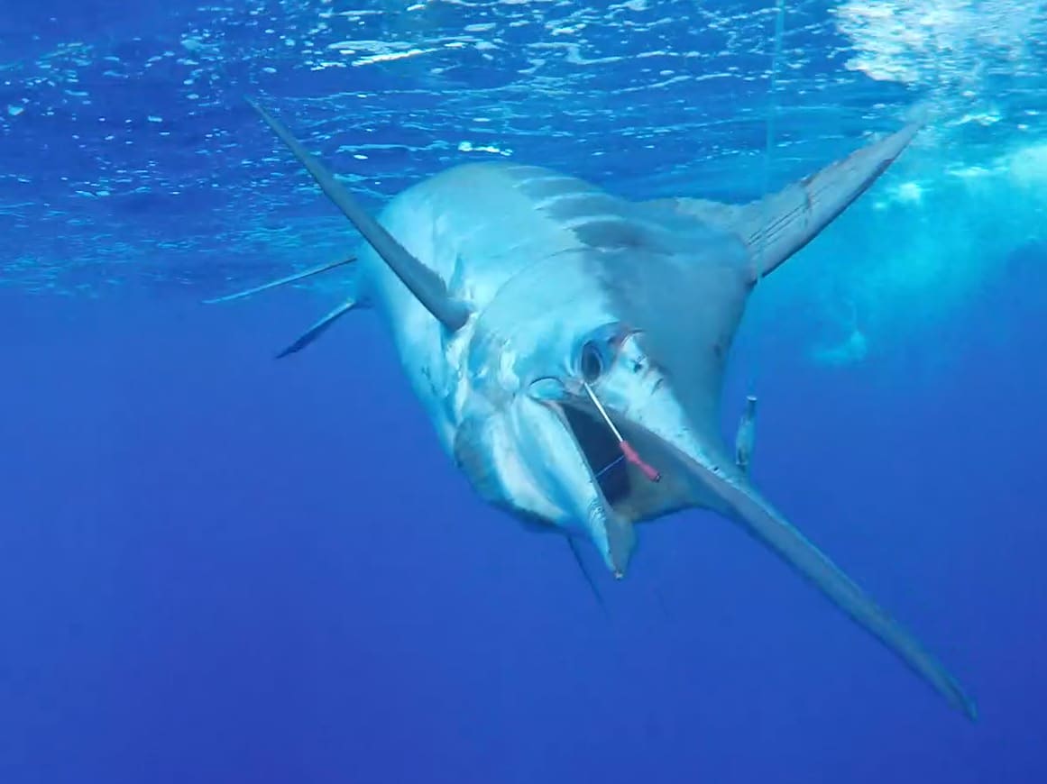 Visions of Granders: The Lockdown Continues | Marlin