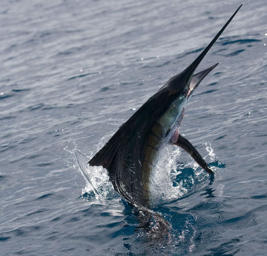marlin-u-tropic-star-sail1.jpg