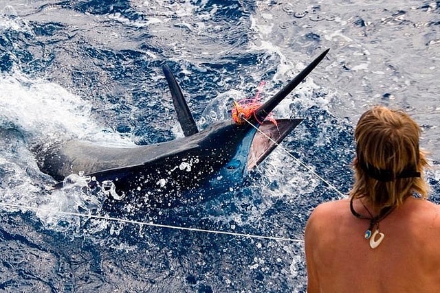 marlin fishing azores gallery006.jpg
