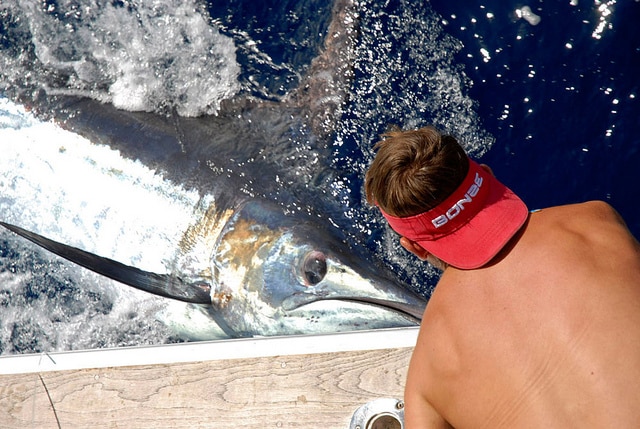 marlin fishing azores gallery010.jpg