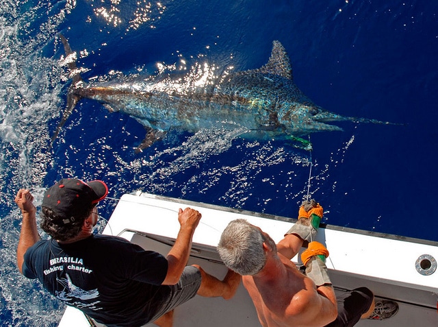 marlin fishing azores gallery015.jpg