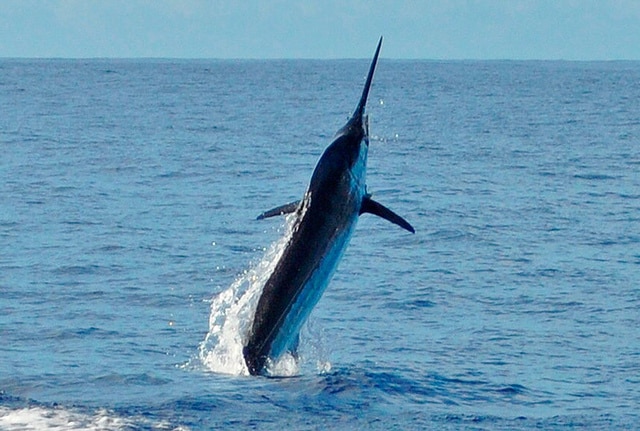 marlin fishing azores gallery018.jpg