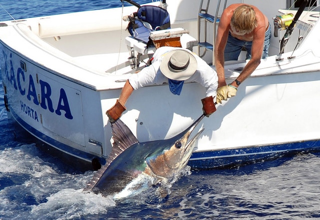 marlin fishing azores gallery019.jpg