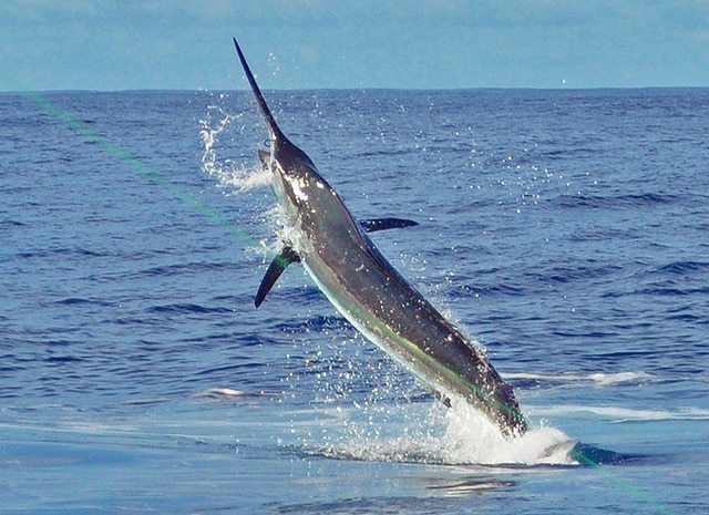 marlin fishing azores gallery021.jpg