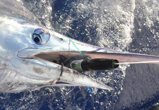 marlin fishing azores gallery022.jpg
