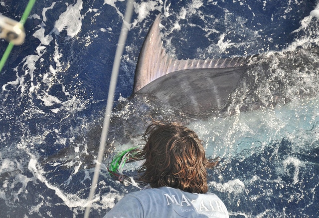 marlin fishing azores gallery023.jpg