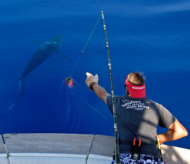marlin fishing azores gallery028.jpg