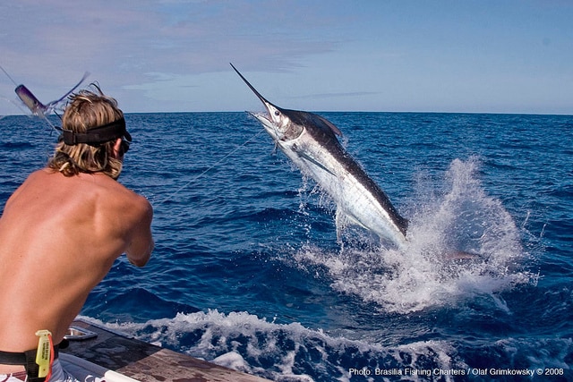marlin fishing azores gallery029.jpg