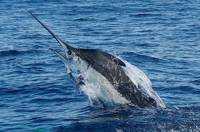 marlin fishing azores gallery035.jpg