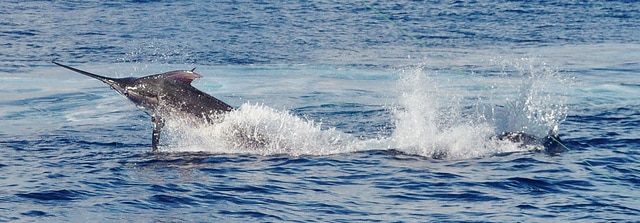 marlin fishing azores gallery038.jpg