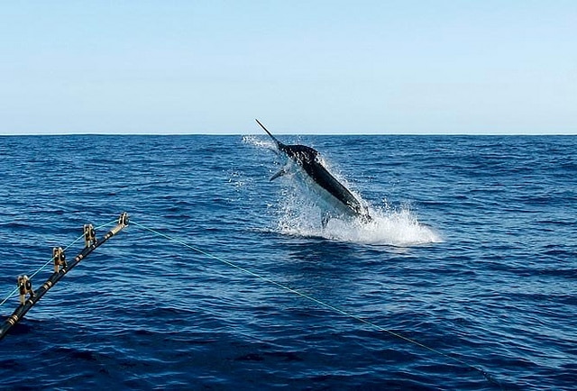 marlin fishing azores gallery039.jpg