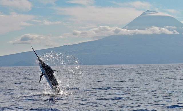 marlin fishing azores gallery042.jpg