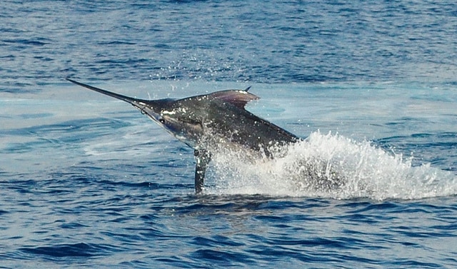marlin fishing azores gallery043.jpg
